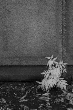 IR landscape Stock Photos