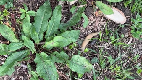 Iran nature with snail without shell is slug rub in the garden surface is Stock Footage 243275081
