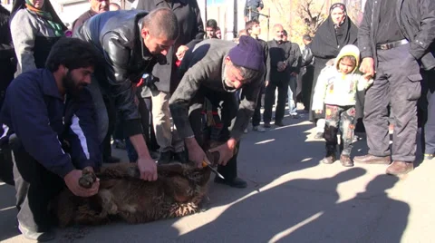 Iran, ritually slaughtered sheep on the streets, religion, Islam, killing sheep Stock Footage 34110216