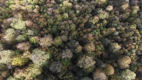 Iran's forests in autumn 库存影片 148506076