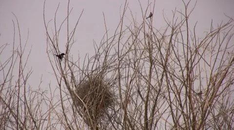 Iraqi Bird Stock Footage 1005812