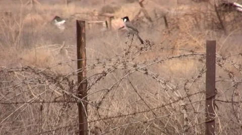 Iraqi Bird Stock Footage 1005836