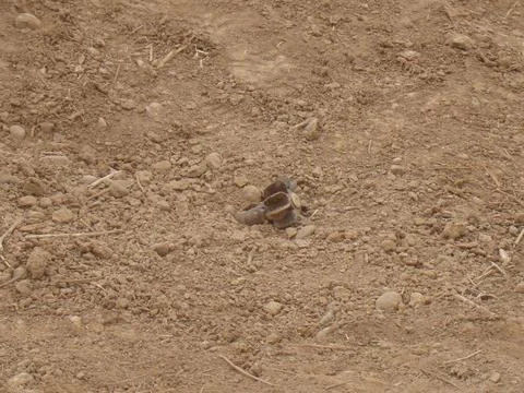 Iraqi Ground with Mortar Shell Stock Photos