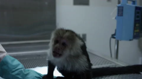 Irate monkey sitting on a table at veterinary clinic Stock Footage 67555396