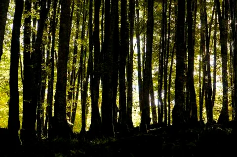 Irati forest Фото
