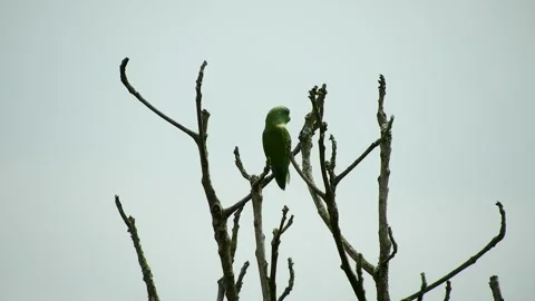Ird Perched on Tree - Animated Nature Scene Stock Footage 307466952