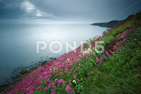 Ireland, Dublin, Howth, Blooming Flowers Stock Photos