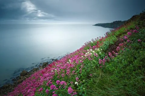 Ireland, Dublin, Howth, Blooming Flowers Stock Photos
