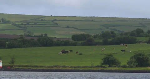Ireland green rolling patchwork fields cows next to river rural landscape 스톡 동영상 244093592
