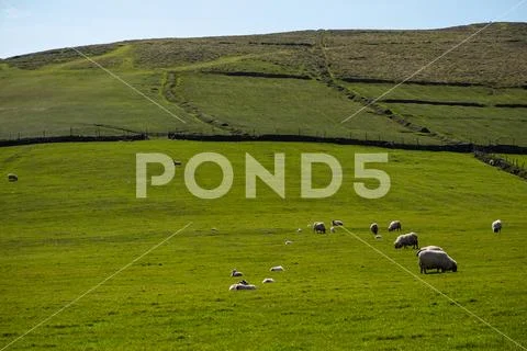 Ireland landscape with sheep Stock Photos