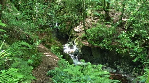 Ireland path through the mountain forest next to stream summer day Waterford Stock Footage 338033602