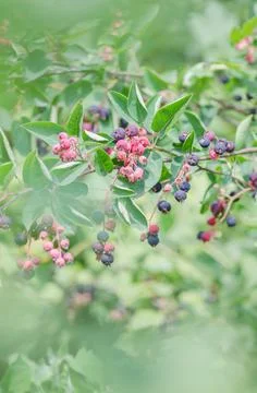 Irga berries on the branches. 스톡 사진