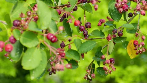 Irgi berries after the rain 動画素材 244930819
