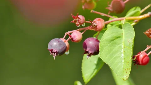 Irgi berries after the rain 動画素材 244931125