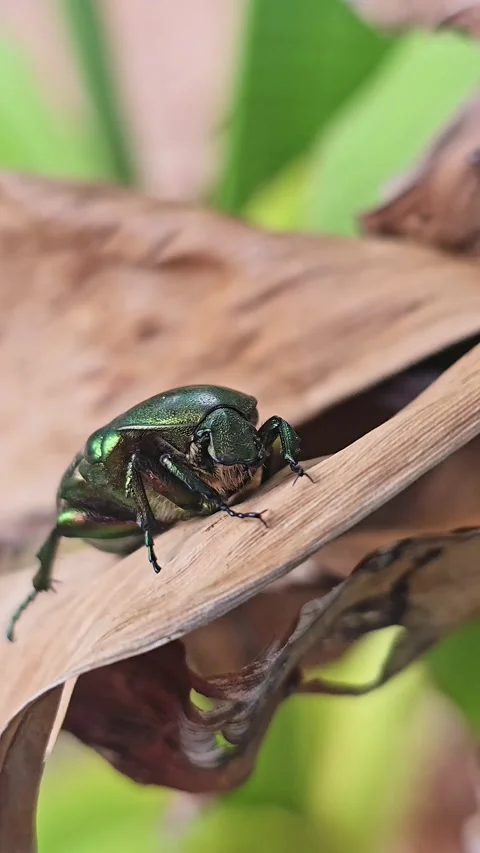 Iridescent Beetle Balancing on Curled Dry Leaf Stock-Footage 345558297