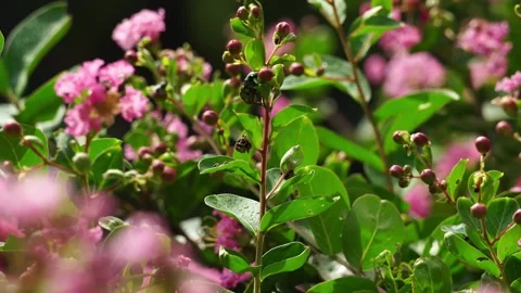 Iridescent Beetle Clinging to a Crape Myrtle Stem with Pink Blooms Blurred (4K) Stock Footage 343730759