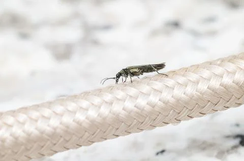 Iridescent beetle-like insect walking on a thick braided beige rope, macro sh Stockfoto's