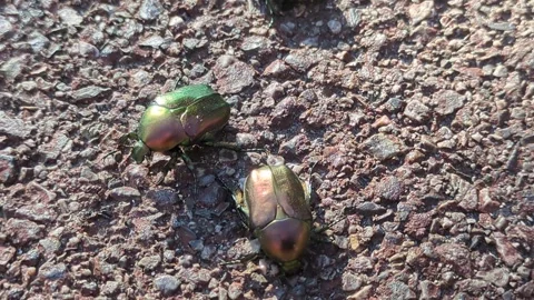 Iridescent beetles on the pavement Stock Footage 313361662