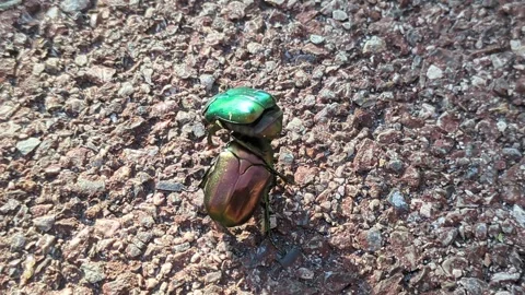 Iridescent beetles wrestling Stock Footage 313361664