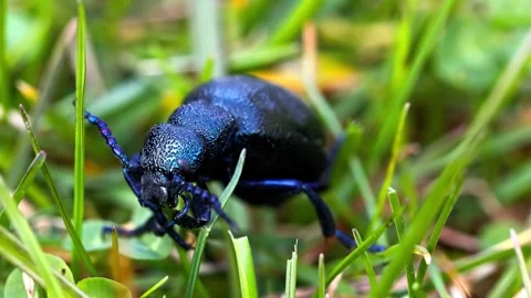 Iridescent blue beetle crawling through green grass Stock Footage 340799875