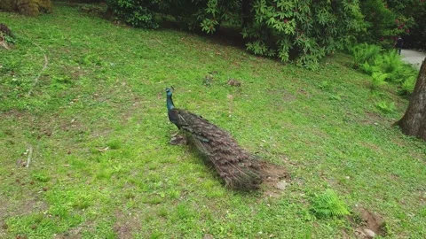 Iridescent blue peacock closing tail on green meadow 库存影片 279907957