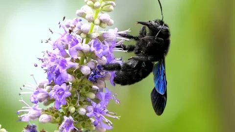 Iridescent Blue-Winged Beetle Pollinating Delicate Purple Flowers Stock Footage 341212790