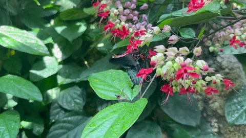 Iridescent butterfly hovering and feeding on red and pink pendant blossoms in Видео 344875920