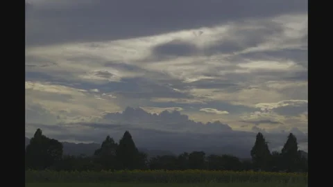 Iridescent Cloud Above Sunflower Field - Zama, Kanagawa, Japan Stock Footage 343326811