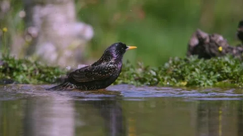 Iridescent Common Starling Bathing In A Natural Forest Pond With Soft Sunli.. Stock Footage 336320944