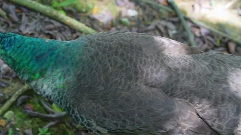 Iridescent Female Peacock Feather Texture Abstract 4K Stock Footage 336604789