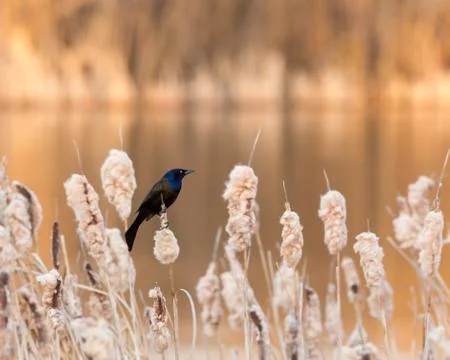 Iridescent Grackle Stock Photos