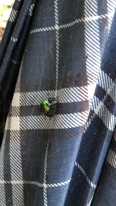 Iridescent green fly cleaning itself on plaid fabric Stock Footage 337263890