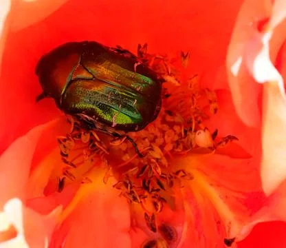 An iridescent green shield bug inside a rose flower Stock Photos