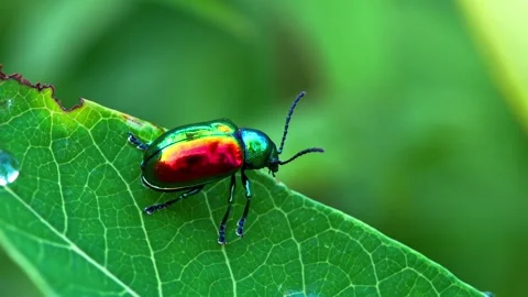 Iridescent leaf beetle crawling on green foliage Stock Footage 340643214