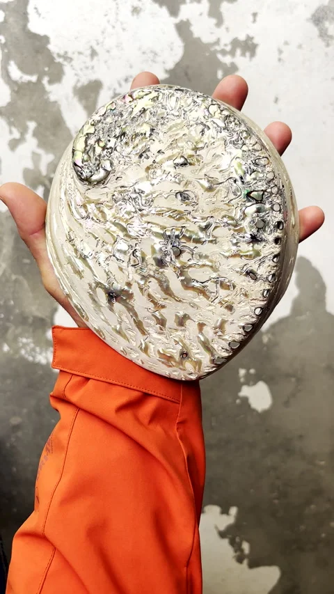 Iridescent polished trophy abalone shell held in hand Stock Footage 342945920