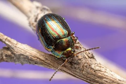Iridescent Rainbow Leaf Beetle On Dry Branch Macro With Purple Background Photos