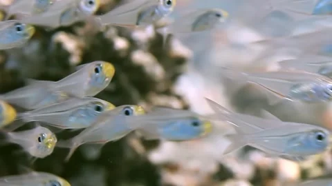 Iridescent School of Tiny Fish a Living Jewel Tapestry Stock Footage 340588283