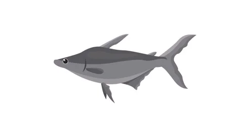 Iridescent Shark Catfish Flat Vector Illustration Isolated on White Background Stock Footage 345931088