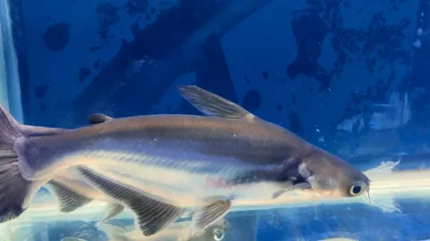 Iridescent shark  Stock Footage 245324337