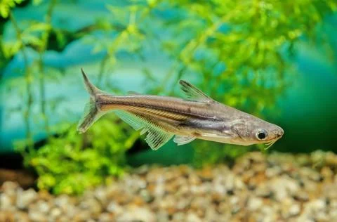 Iridescent shark Stock Photos
