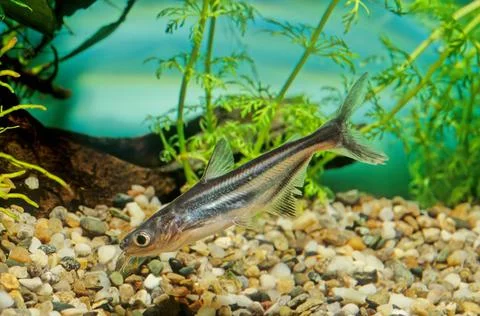 Iridescent shark Stock Photos