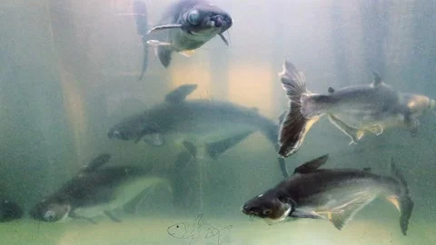 Iridescent sharks Stock Footage 339642478