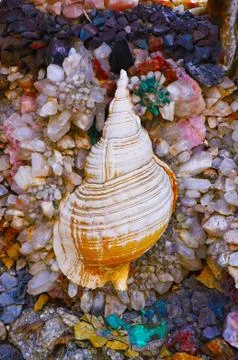 Iridescent Shell Foto stock