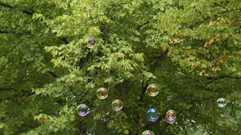 Iridescent Soap Bubbles Floating Against Lush Green Summer Park Trees Stock Footage 325958916