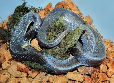 Iridescent Sunbeam Snake Stock Photos