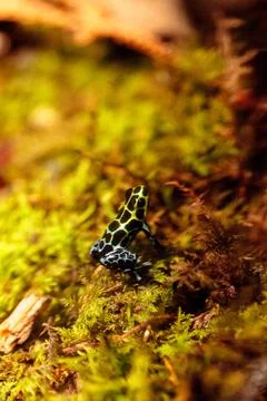 Iridescent variable poison dart frog Ranitomeya variabilis 스톡 사진