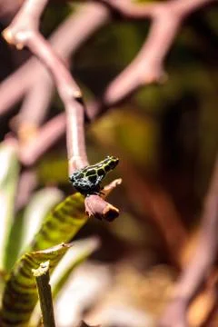 Iridescent variable poison dart frog Ranitomeya variabilis 스톡 사진