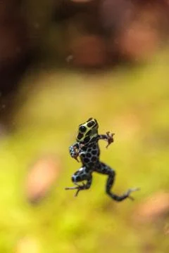 Iridescent variable poison dart frog Ranitomeya variabilis Stock Photos
