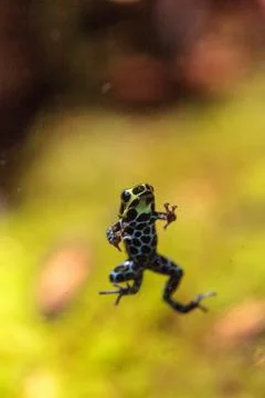 Iridescent variable poison dart frog Ranitomeya variabilis Stock-Fotos