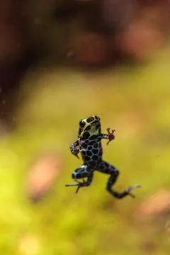 Iridescent variable poison dart frog Ranitomeya variabilis Fotos de archivo
